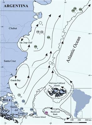 First Insights Into the Growth and Population Structure of Cottoperca trigloides (Perciformes, Bovichtidae) From the Southwestern Atlantic Ocean